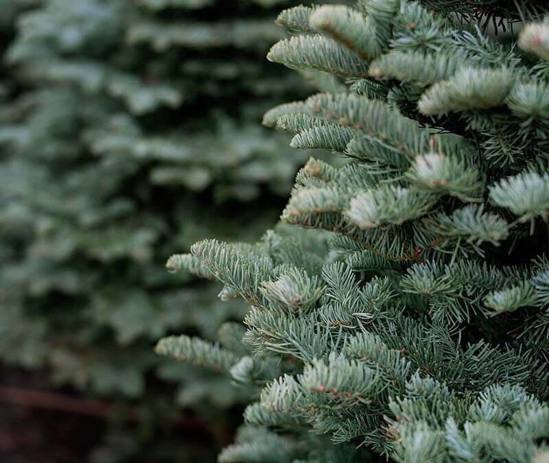 Eu fugiat veniam do laboris exercitation magna sit sit.